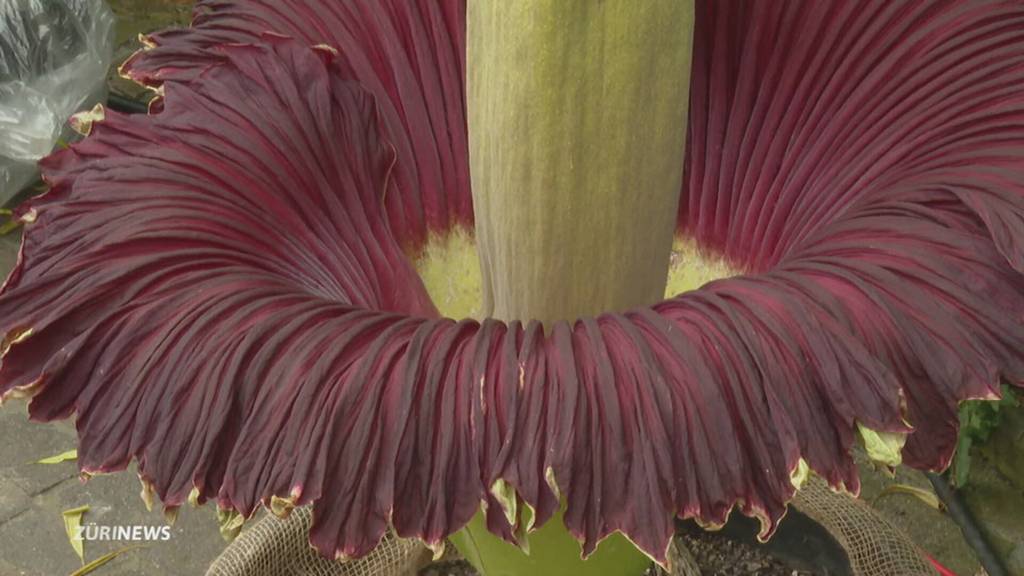 Sie stinkt und sieht aus wie ein Riesenpenis: Im Botanischen Garten blüht die weltgrösste Stinkblume