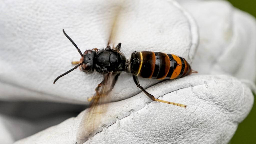 Asiatische Hornisse breitet sich in der Ostschweiz aus