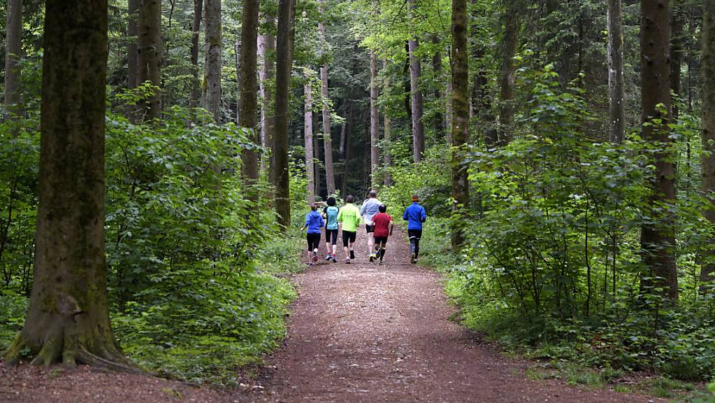 Der Längholzwald beheimatet auch einen Vita-Parcours.