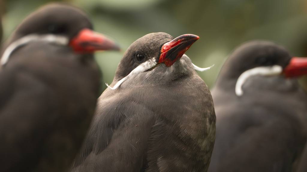 Vogel mit üppigem Schnurrbart: Inkaseeschwalbe neu im Zoo Zürich zu sehen