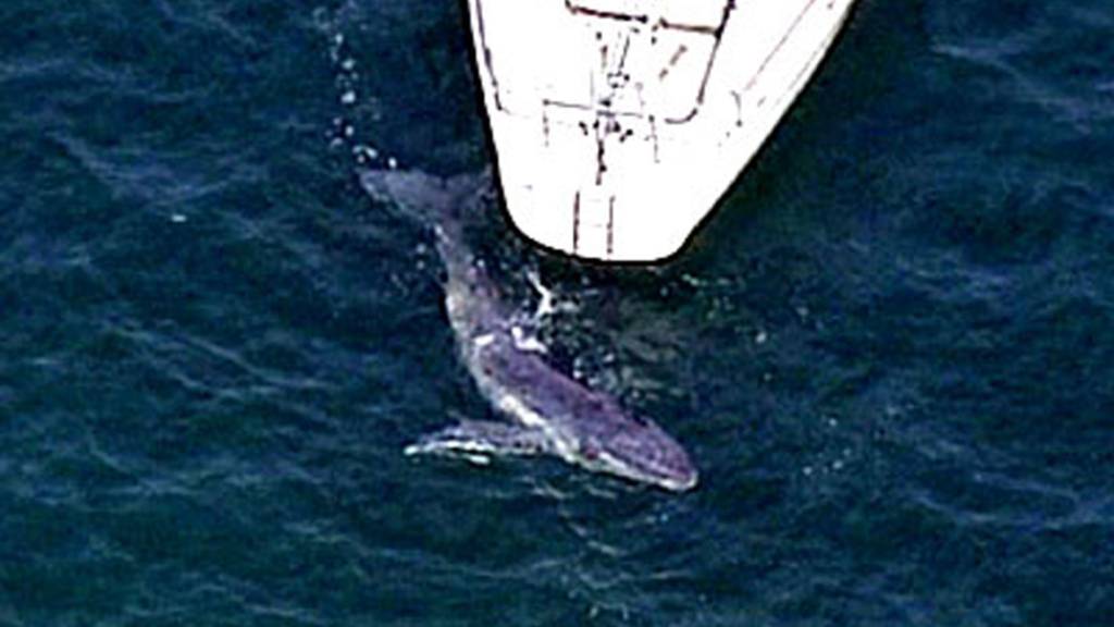 Ein Wal nähert sich einem Boot im Meer nördlich von Sydney. (Archivbild)