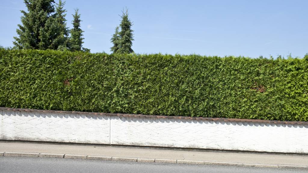 In einer St. Galler Gemeinde zündete ein Mann die Thuja-Hecke seines Nachbarn an. (Symbolbild)