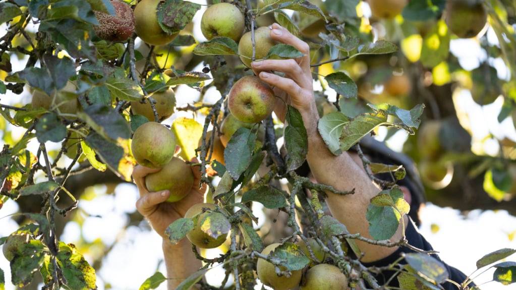 Birkenpollenallergiker vertragen oft auch Äpfel nicht, hinzu kommen kreuzreaktive Früchte wie Kiwis, Gemüse wie Karotten oder Nüsse. (Archivbild)