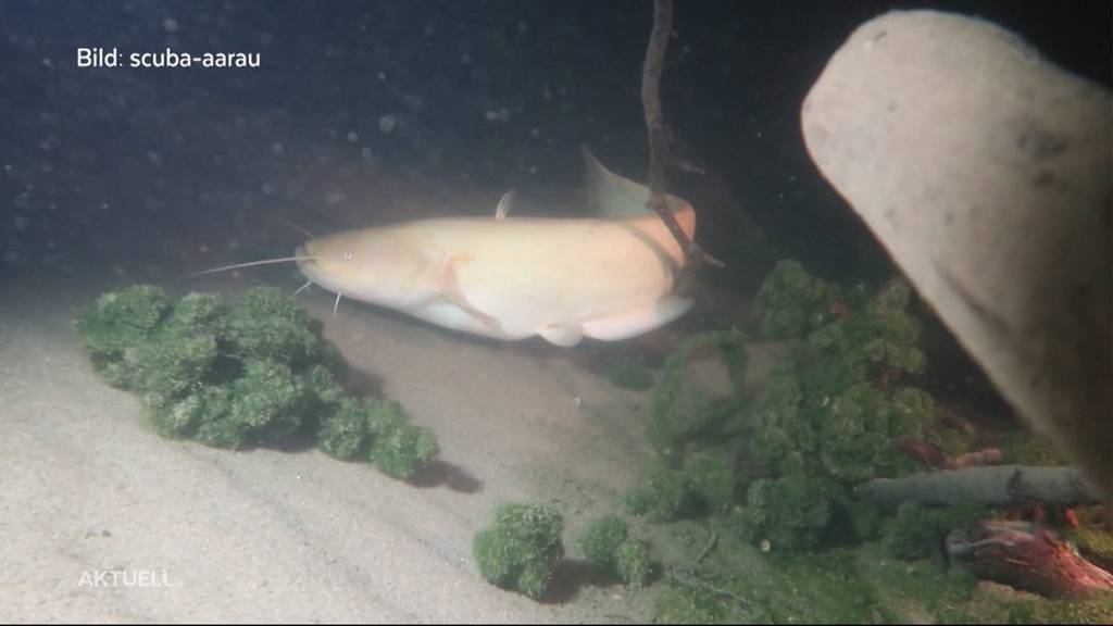 Taucher filmen einen seltenen Albino-Wels