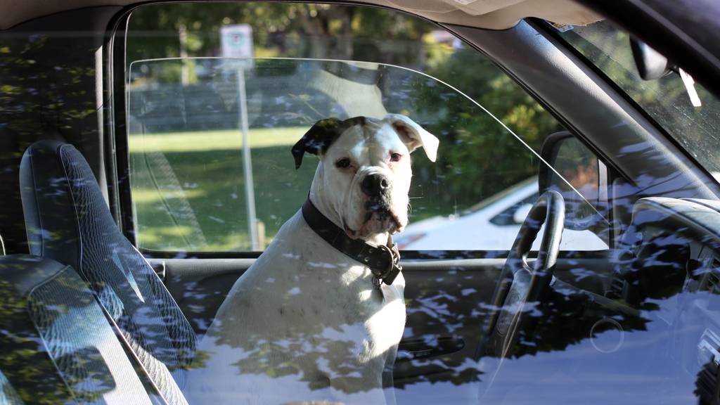 Hund im Auto