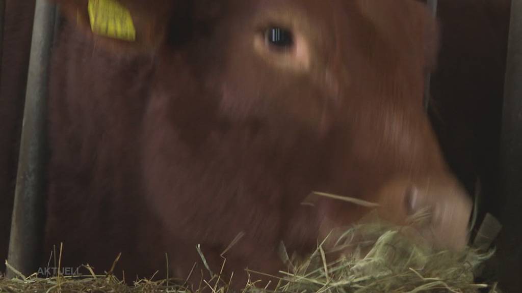 Missgeschick: Landwirt Felix Schneider erklärt, wie Kuh Maria ins Güllenloch fiel