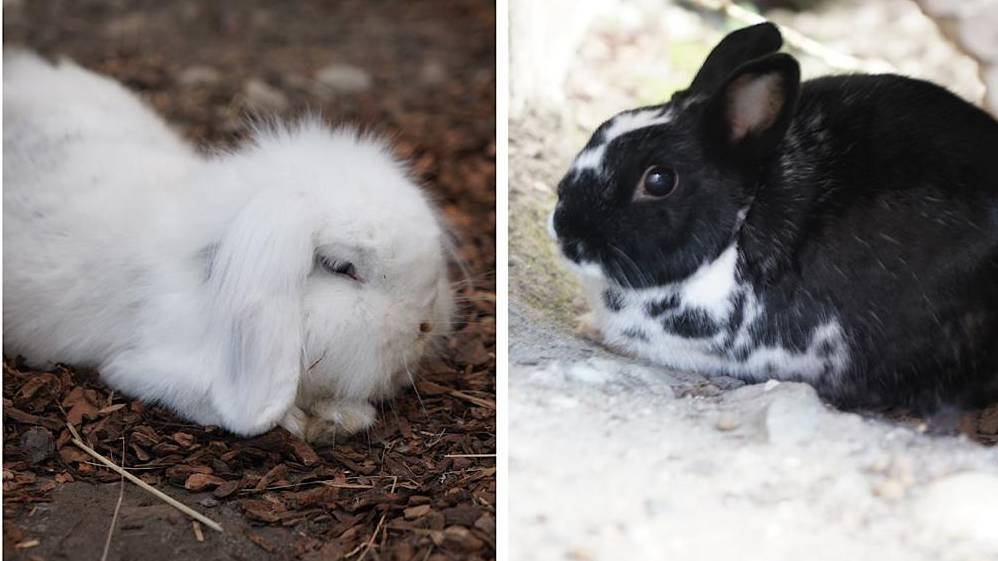 Coco und Shiro