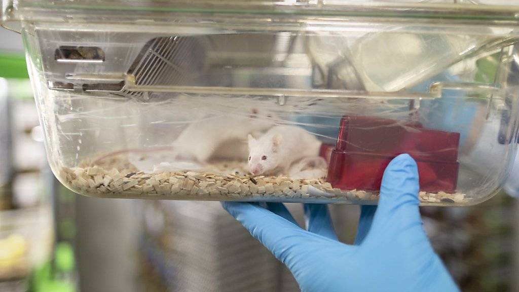 An Universitäten werden mehr Tierversuche durchgeführt als in der Pharmaindustrie. (Archivbild)