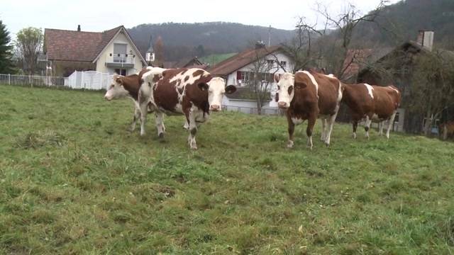 Polizeiaufgebot in Solothurn wegen Kuhglocken