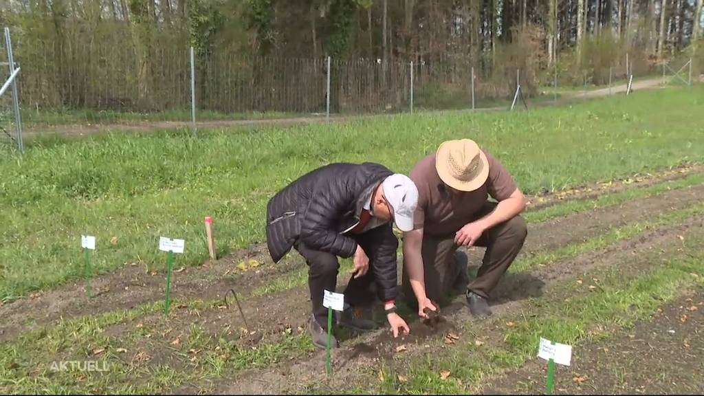 Selberernten wird zum Trend: Beet mieten und anderen die Arbeit überlassen