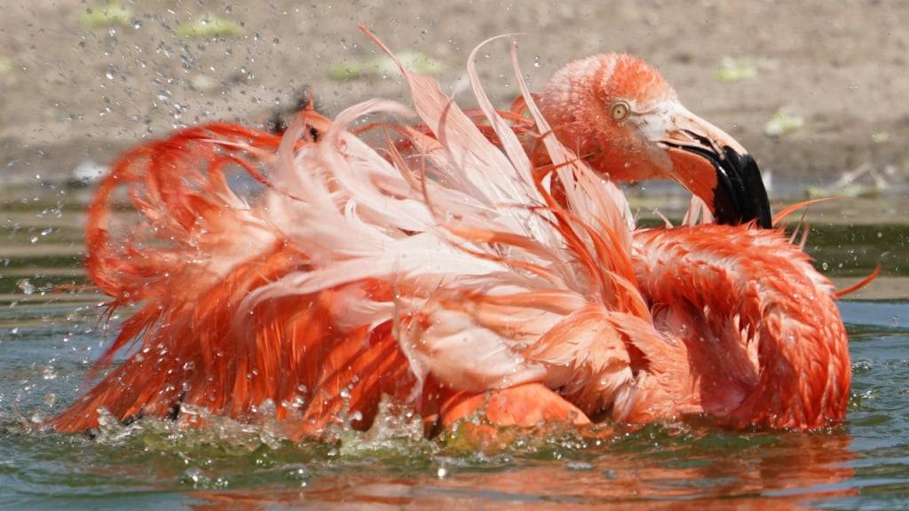 Ein Fuchs hat im Wiener Zoo Schönbrunn vor einer Woche fast die gesamte Kolonie an Roten Flamingos gerissen. 13 von 15 Tieren sind tot. (Archivbild)