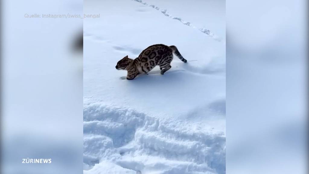 Bengalkatzen sind im Trend – der Tierschutz warnt