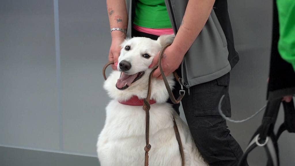 Finnland: Spürhunde sollen Corona-Infizierte erschnüffeln