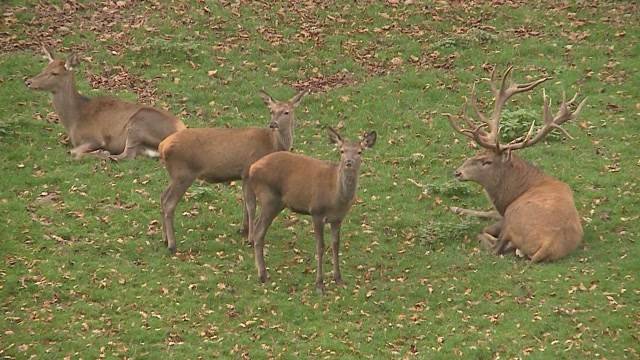 Killervirus verursacht Massensterben in Tierpark