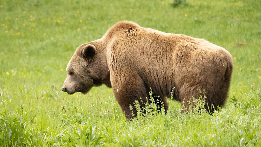 Eine Bärin wurde in Norditalien geschossen. Einige Wochen zuvor hatte sie einen Jogger schwer verletzt. (Themenbild)