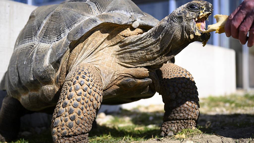 Schildkröten konnten sich aufgrund ihres Panzers nicht grösser entwickeln.