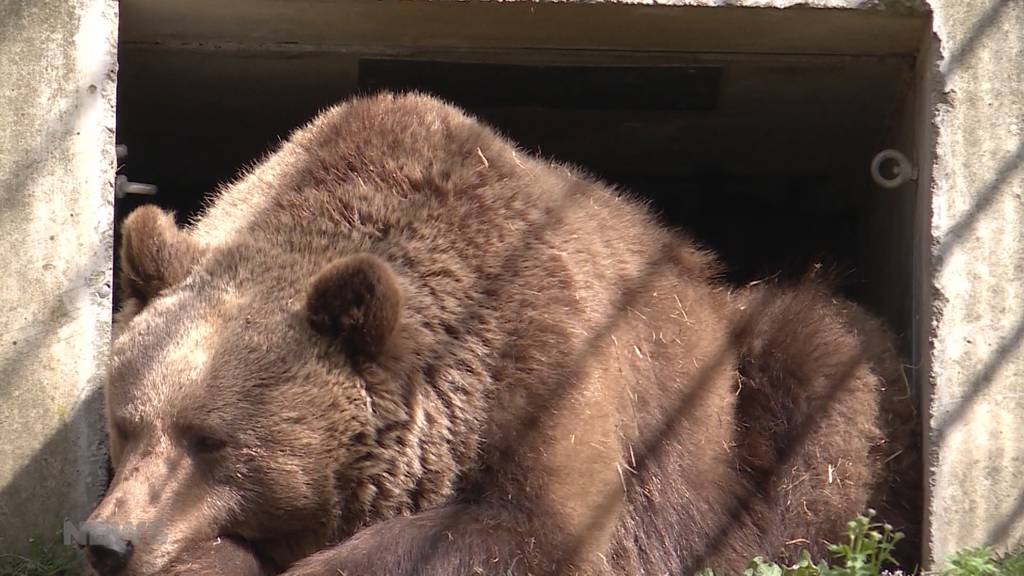  Riggisberger stehen neuem Bärenpark kritisch gegenüber