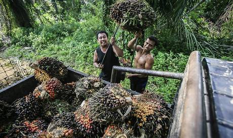 Greenpeace Kritisiert Fehlende Palmol Kennzeichnung Wirtschaft Badener blatt