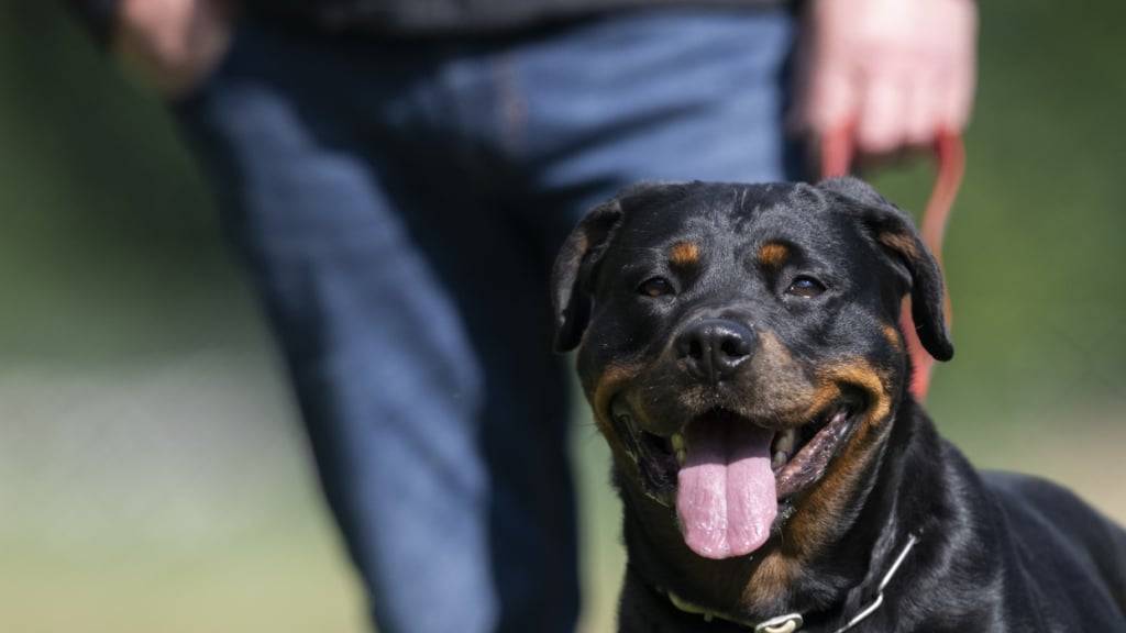 Die 5-jährige Rottweilerhündin Tinka zeigt sich von ihrer besten Seite: Sie meisterte den Test des Kantons Zürich problemlos.