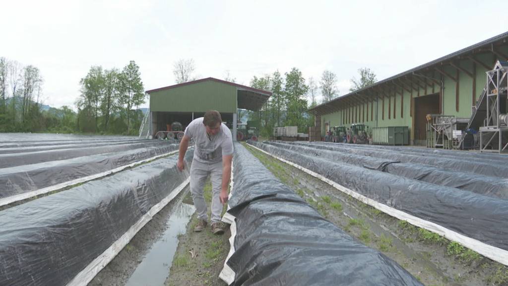 Wetter fordert Rheintaler Spargel-Bauern: Saison mit verspätetem Start