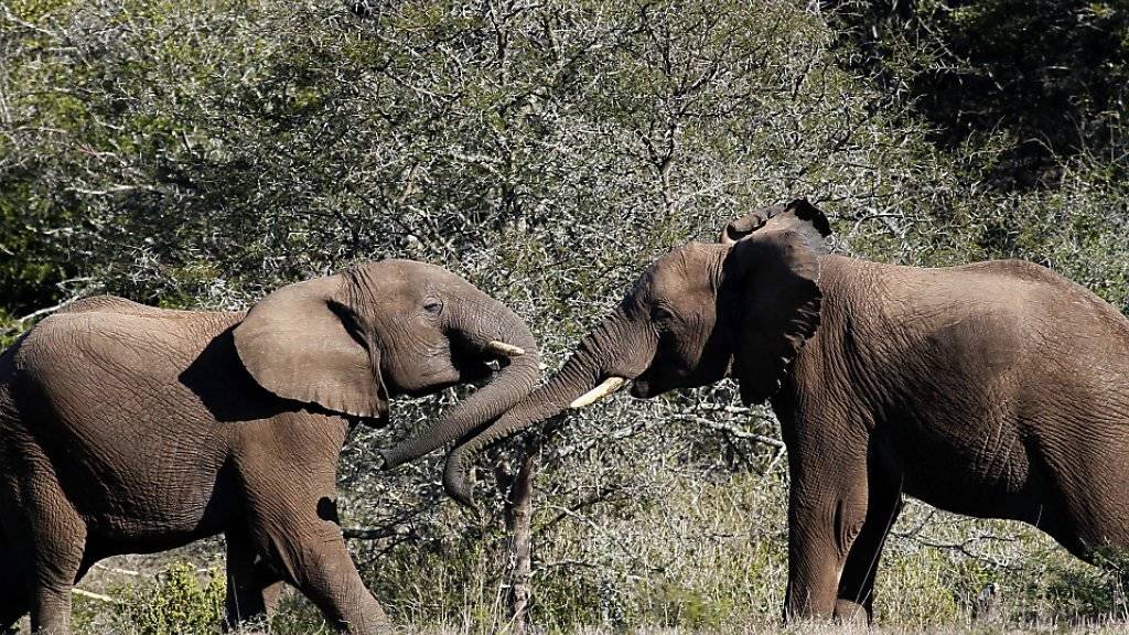Wilderei setzt den Elefanten in Afrika weiterhin stark zu. Das Überleben der Dickhäuter bleibt gefährdet. (Archivbild)
