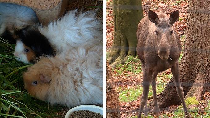  Lunkarya Meerschweinchen / Tierpark Langenberg