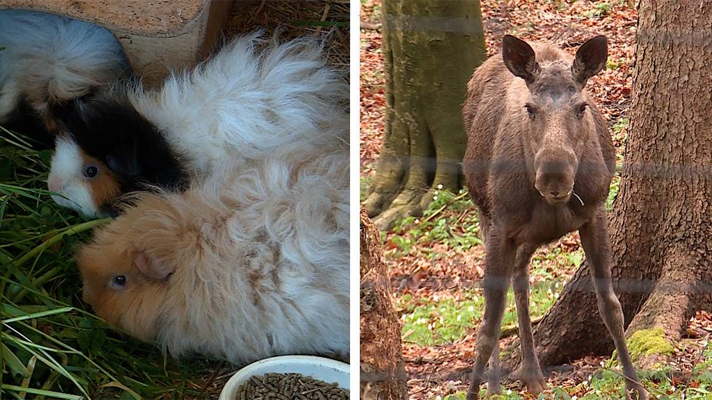 Lunkarya Meerschweinchen / Tierpark Langenberg