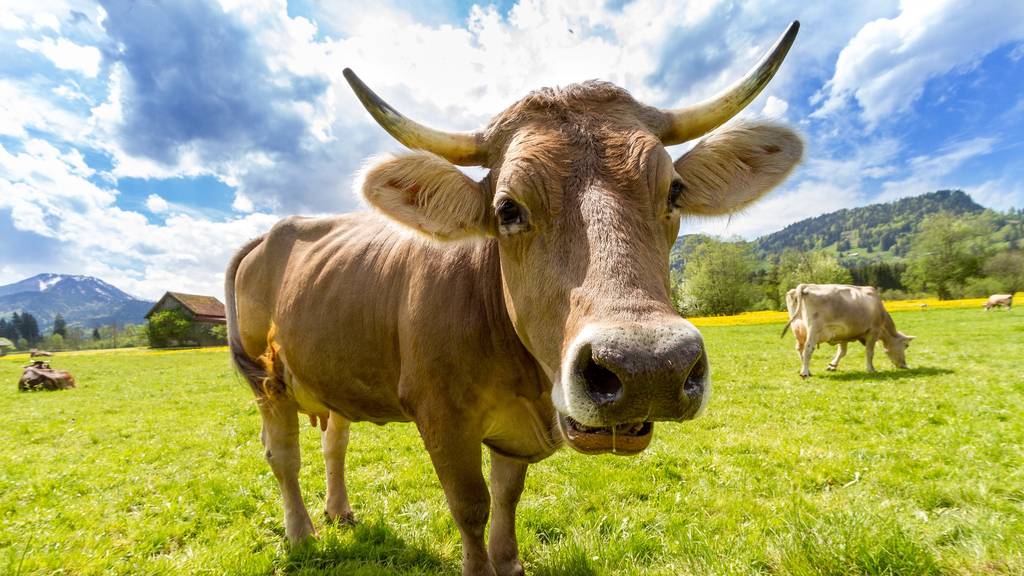 Toggenburg: Betrunkener fährt in Kuh und macht sich aus dem Staub