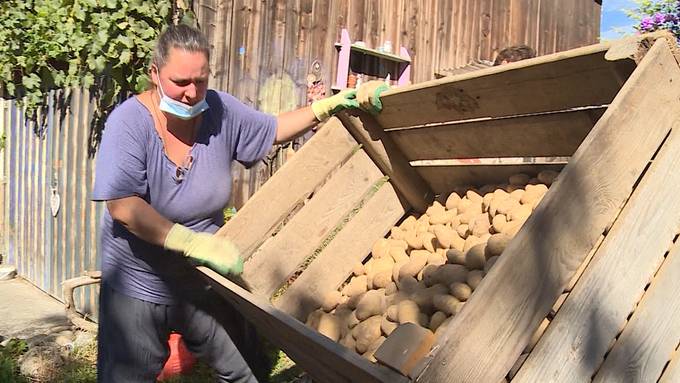 Nicht schön genug für Grosskonzern: Bauer verscherbelt Kartoffeln