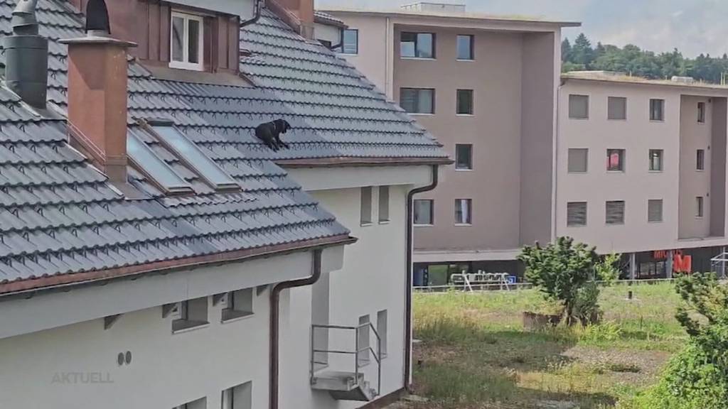 Tierische Rettung: In Seon muss die Feuerwehr einen Hund vom Hausdach holen