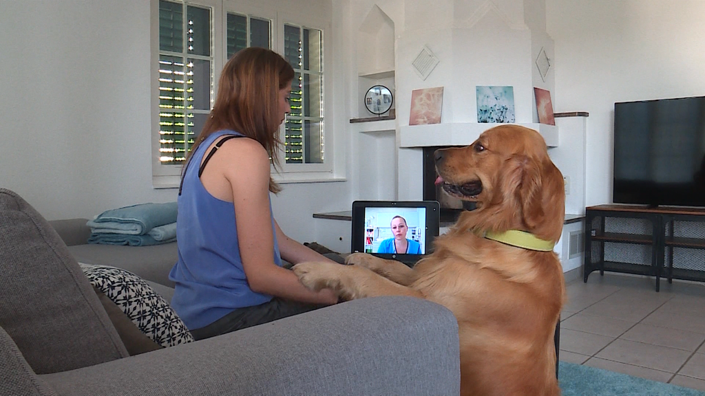 Videosprechstunde beim Tierarzt