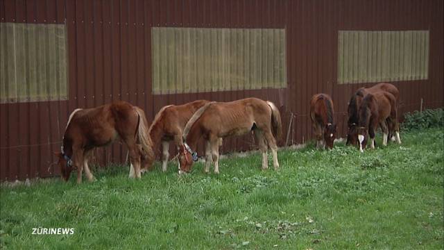 Tierquäler-Skandal lässt an Thurgauer Ämter kein gutes Haar 