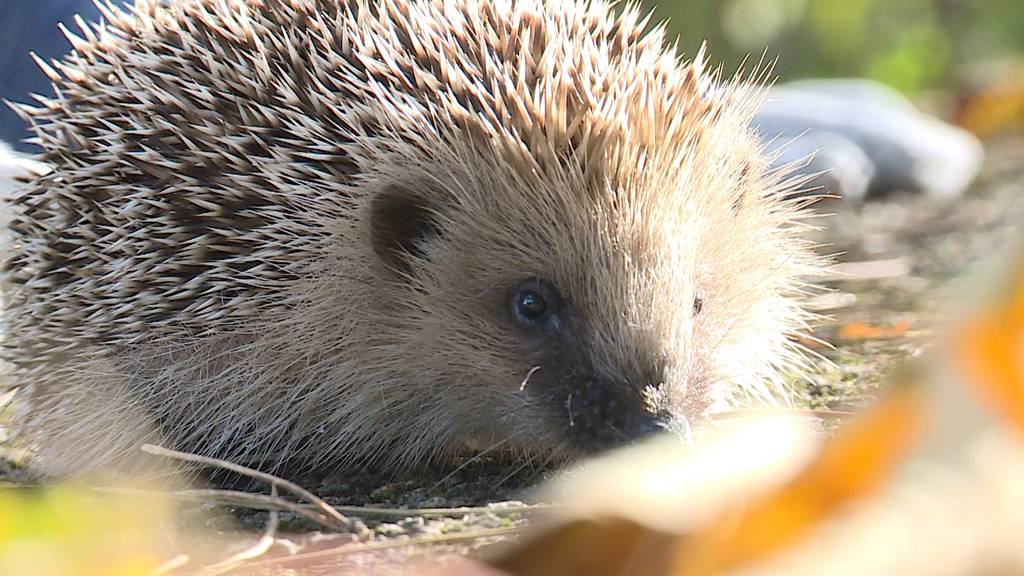 Igel im Winter