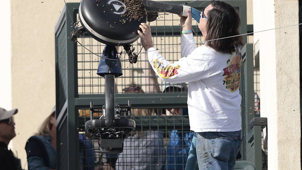 Nach Bieneninvasion stürmt Alcaraz in den Halbfinal