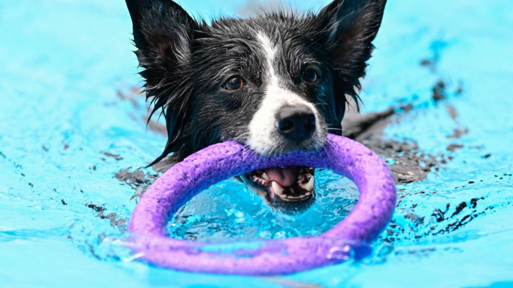 Manche Hunde sind laut Studie der Spielsucht verfallen