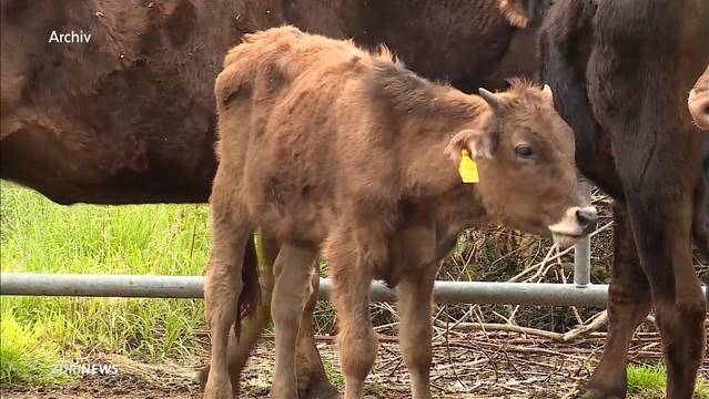 Tierquäler von Boningen vor Gericht
