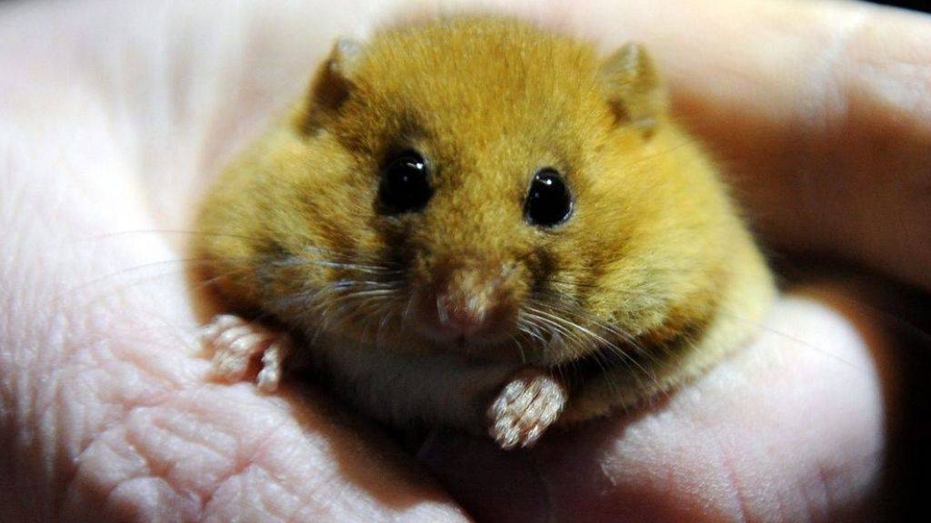 Was empfindet wohl diese Maus? Neugier, Staunen oder gar Angst? Forscher haben gelernt, die Mimik von Mäusen zu lesen, indem sie deren Hirnströme mit gleichzeitigen Veränderungen im Gesicht abglichen. (Symbolbild)