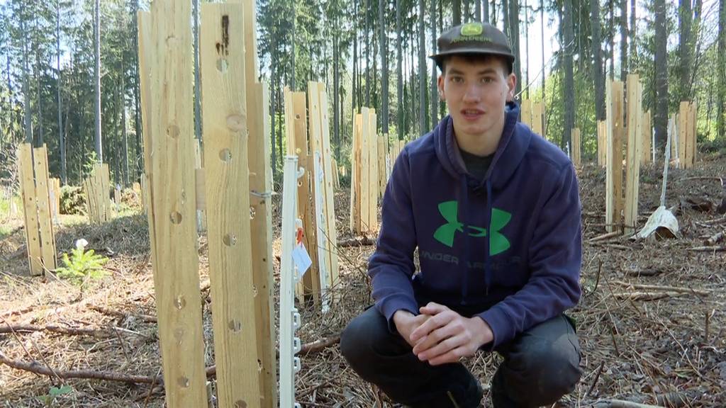 Schüler forstet alleine Wald auf: «Hoffentlich überleben alle Bäumli»