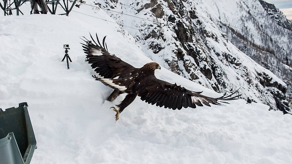 Steinadler werden im Laufe der Jahre besser im Fliegen