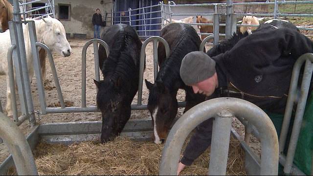 Pferde-Messie: Alle Tiere werden verkauft