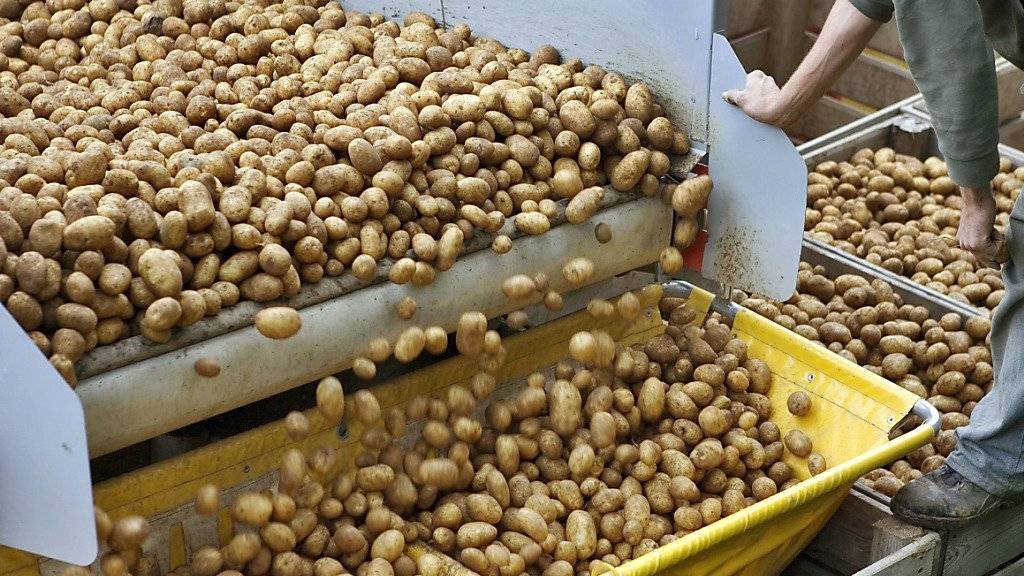 Bei der industriellen Ernte geriet in Frankreich eine alte Handgranate unter die Kartoffeln: Erst in der Pommes-Chips-Fabrik im Kanton Aargau wurde die Granate entdeckt. Eine Gefahr bestand nicht. (Symbolbild)