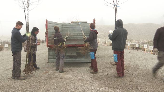 Hochstammaktion: Über 1000 Obstbäume günstig verkauft