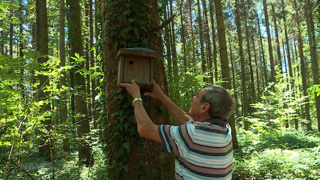 Natur- und Vogelschützer dürfen ihre Waldhütte wohl nicht wieder aufbauen
