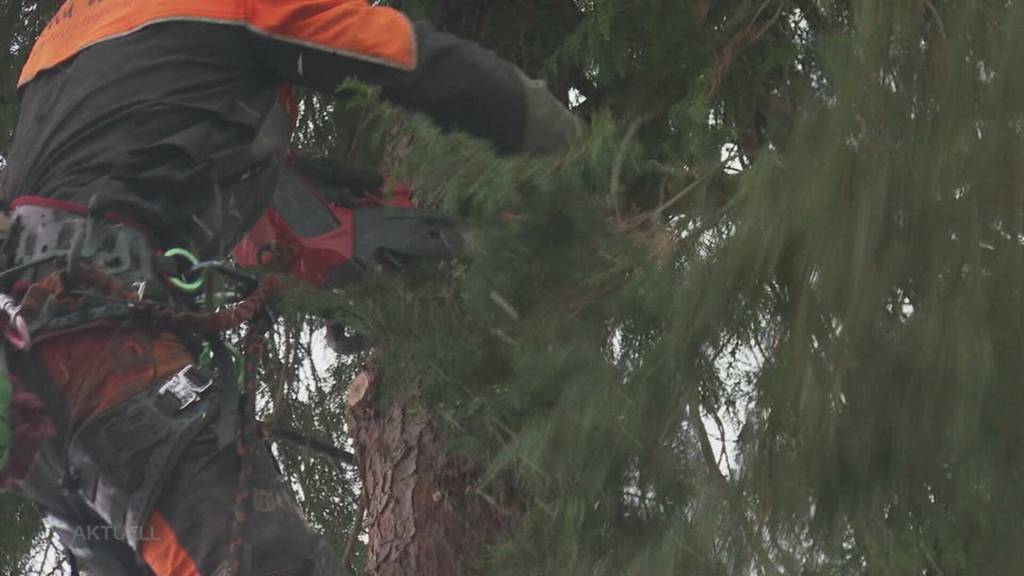 Aufregung: Während in Seon ein umstrittener Baum gefällt wird, fallen plötzlich Schüsse