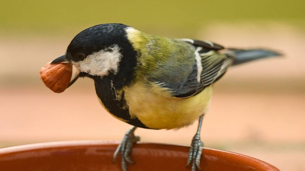Vögel im Garten füttern: Sinnvoll oder schädlich? 
