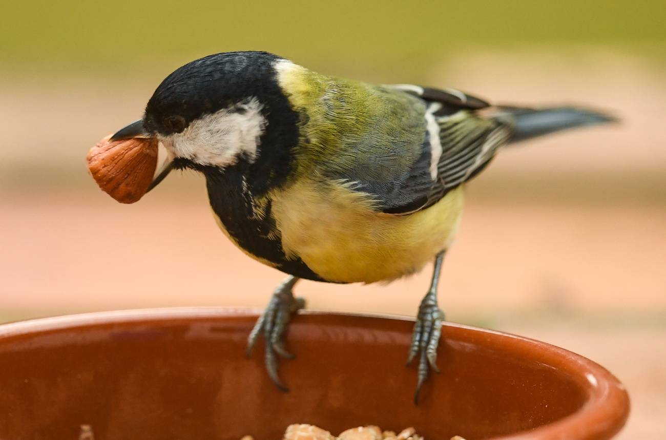 Vögel im Garten füttern Sinnvoll oder schädlich? Radio 32