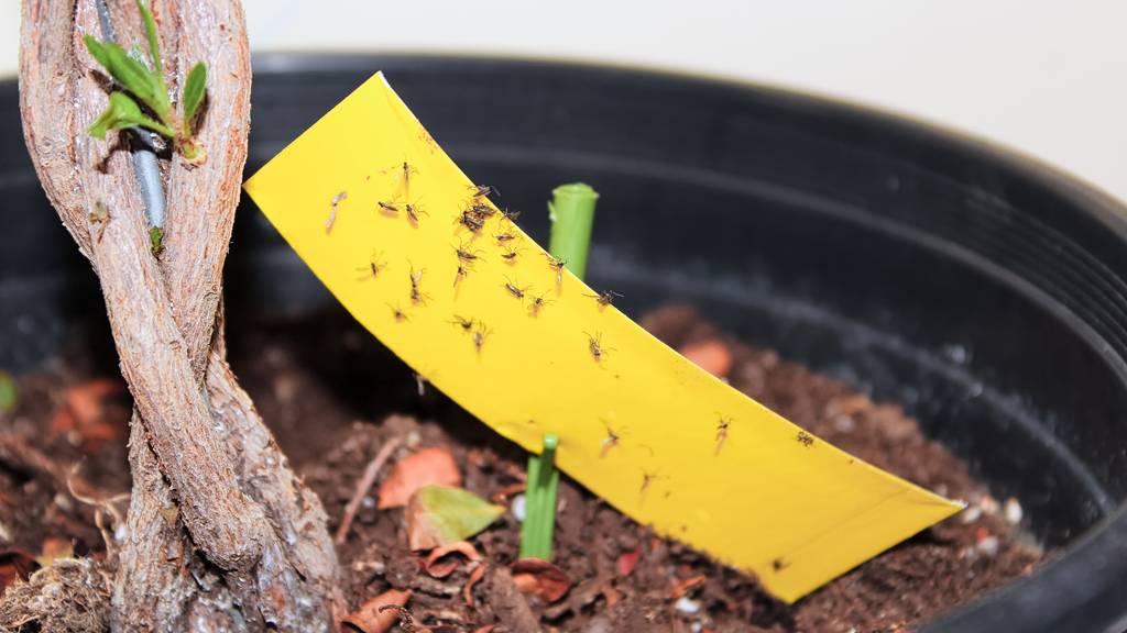 Für verschiedene Insekten gibt es verschiedene Mittelchen