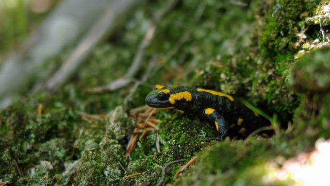 Feuersalamander behalten Erinnerung auch nach der Kältestarre