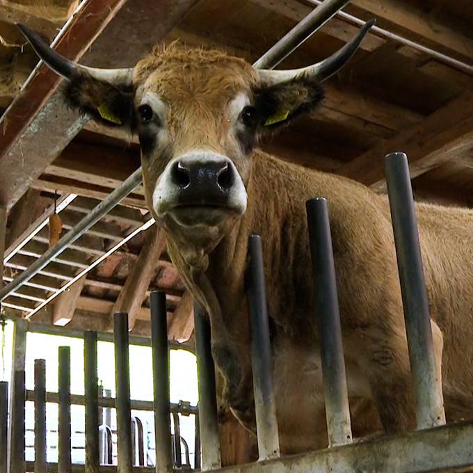 «Hofschlachtung hat Zukunft»: Madiswiler Bauer setzt sich für Tierwohl ein