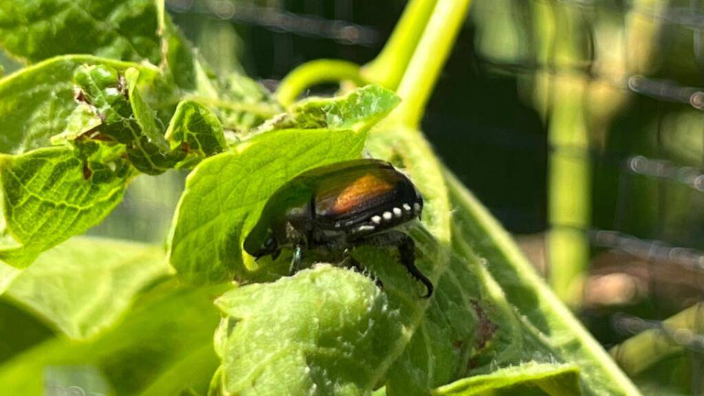 In Kloten ZH sind Japankäfer entdeckt worden. Es handelt sich um die erste Population nördlich der Alpen. (Symbolbild)